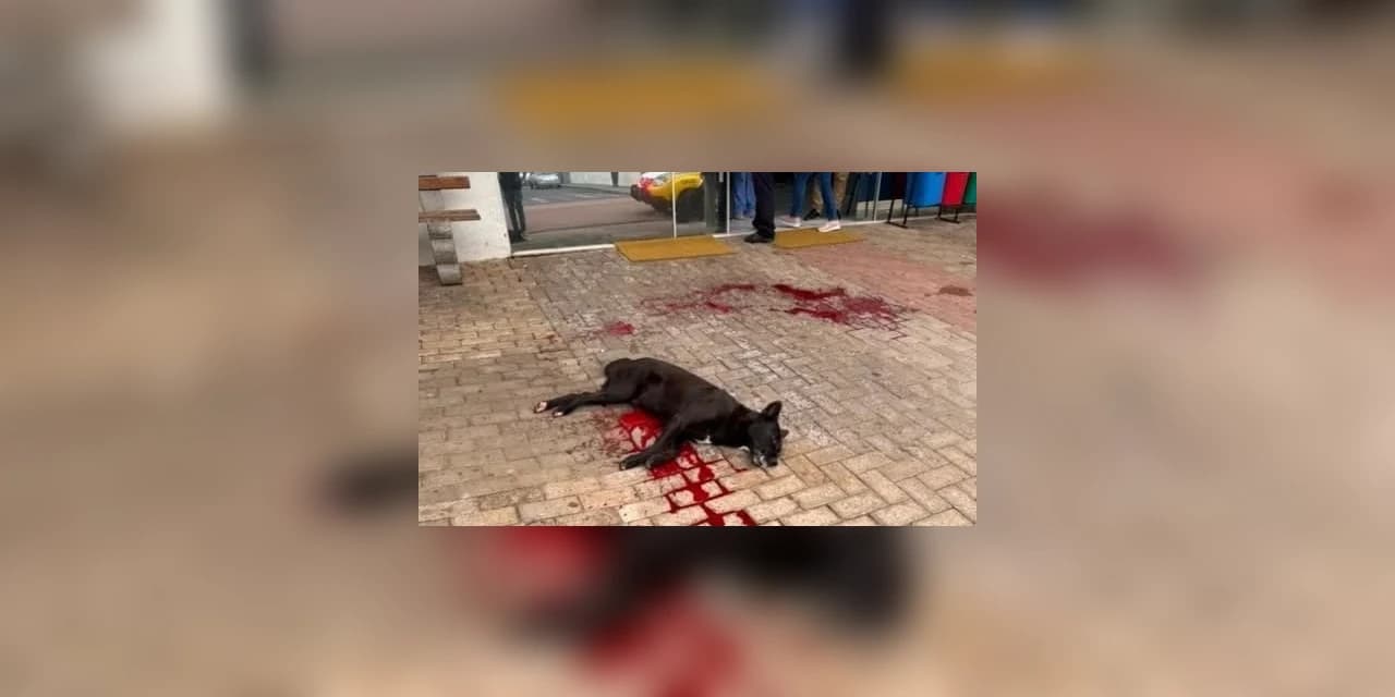 Polícia Civil instaura inquérito para apurar ocorrência com cão de rua em frente à UPA de Castro