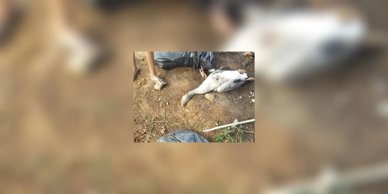 60 aves têm coração arrancado em galinheiro no Bairro Alto; para vizinhos, é um mistério