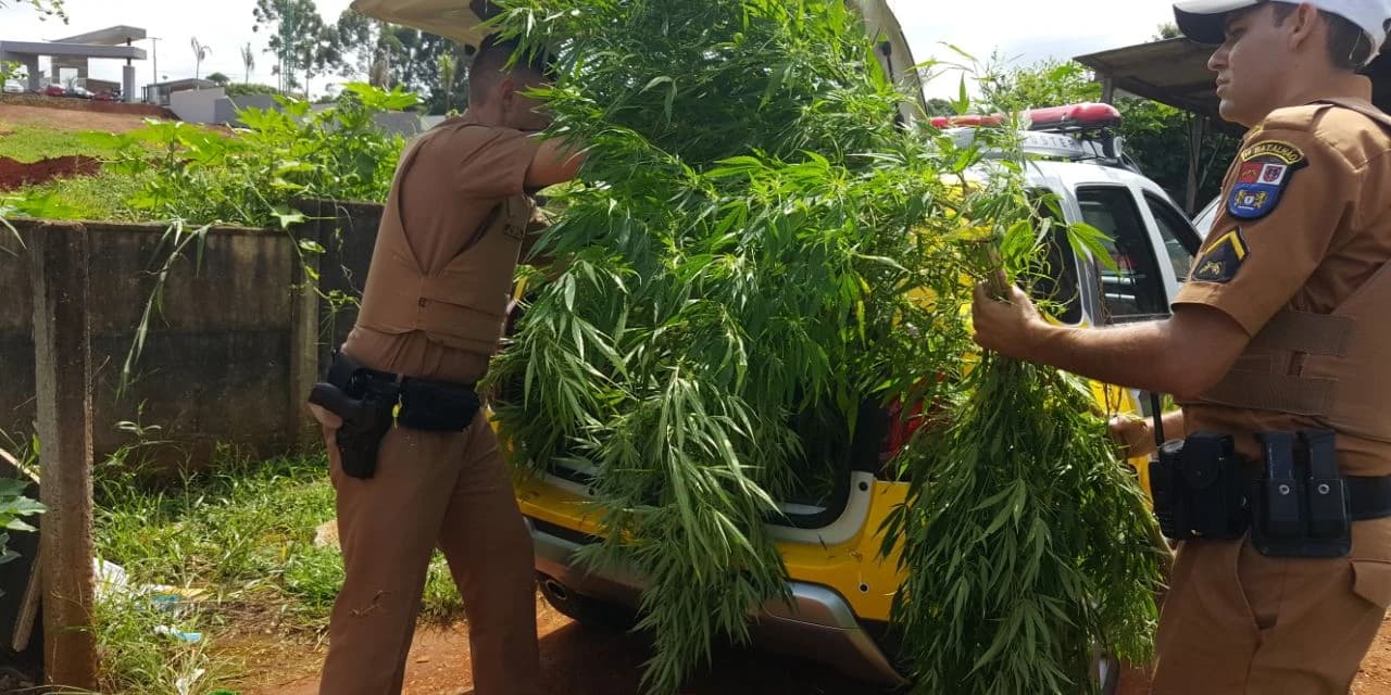 Pé de maconha com quase dois metros resulta em prisão de proprietário