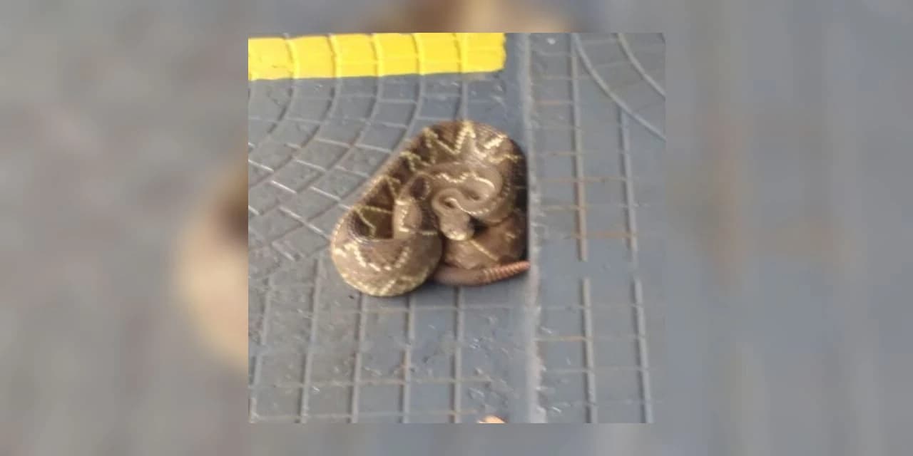 Bombeiros retiram cobra de estacionamento de supermercado.