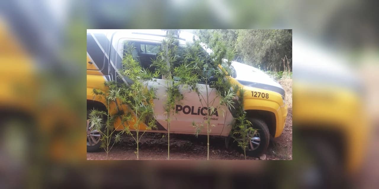 PM encontra plantação de maconha em Carambeí