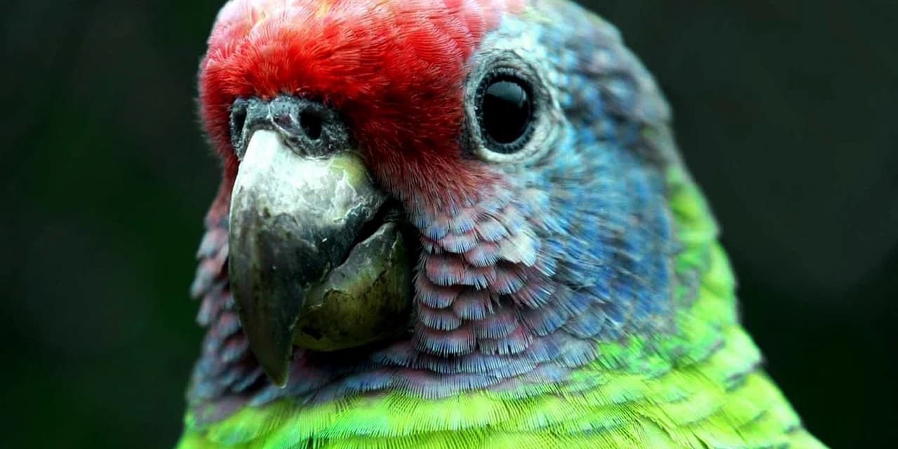 Paraná lança consulta pública para lista de aves ameaçadas