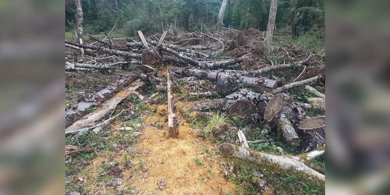 Polícia Ambiental encontra área com corte de pinheiros em Turvo
