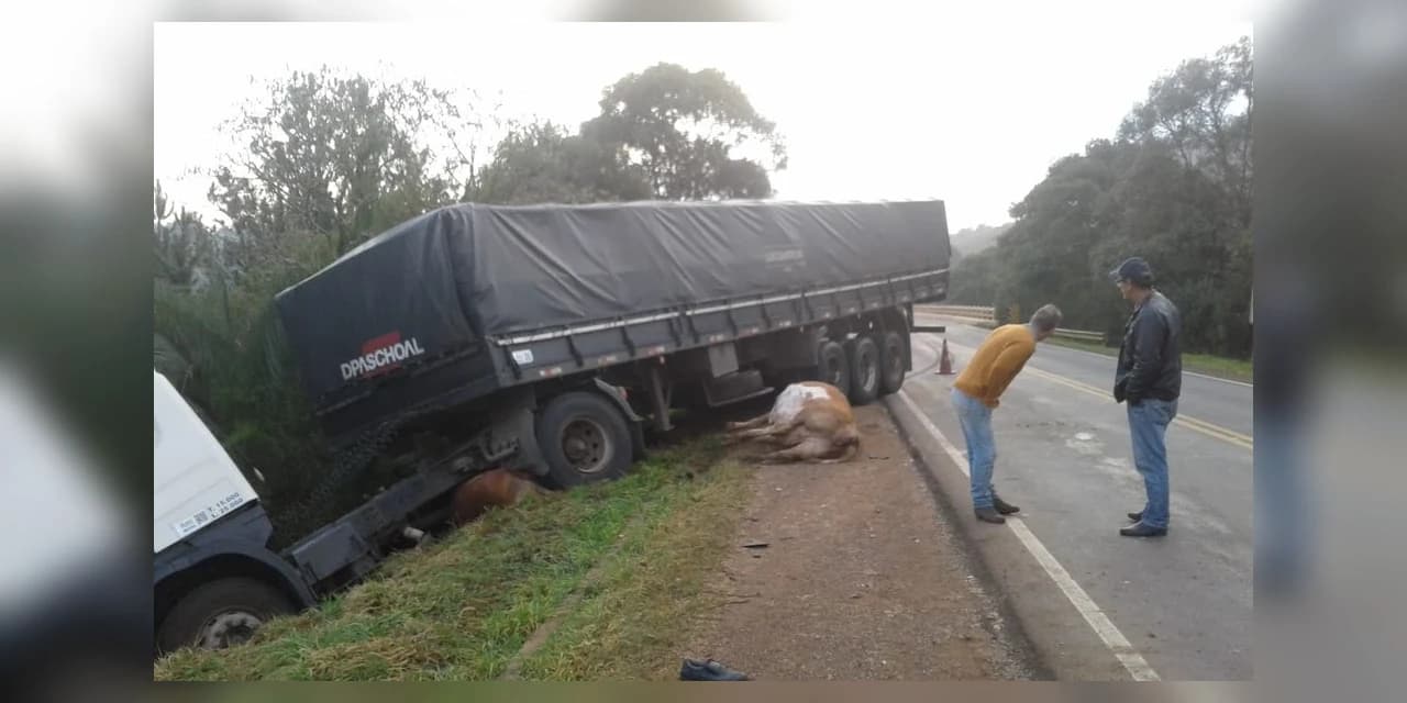 Bois invadem pista e causam acidente com caminhão em Guarapuava