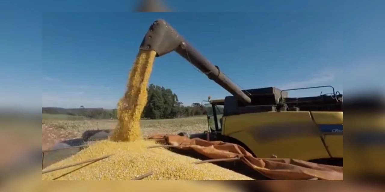 Paraná inicia colheita de milho com estimativa de queda na produção