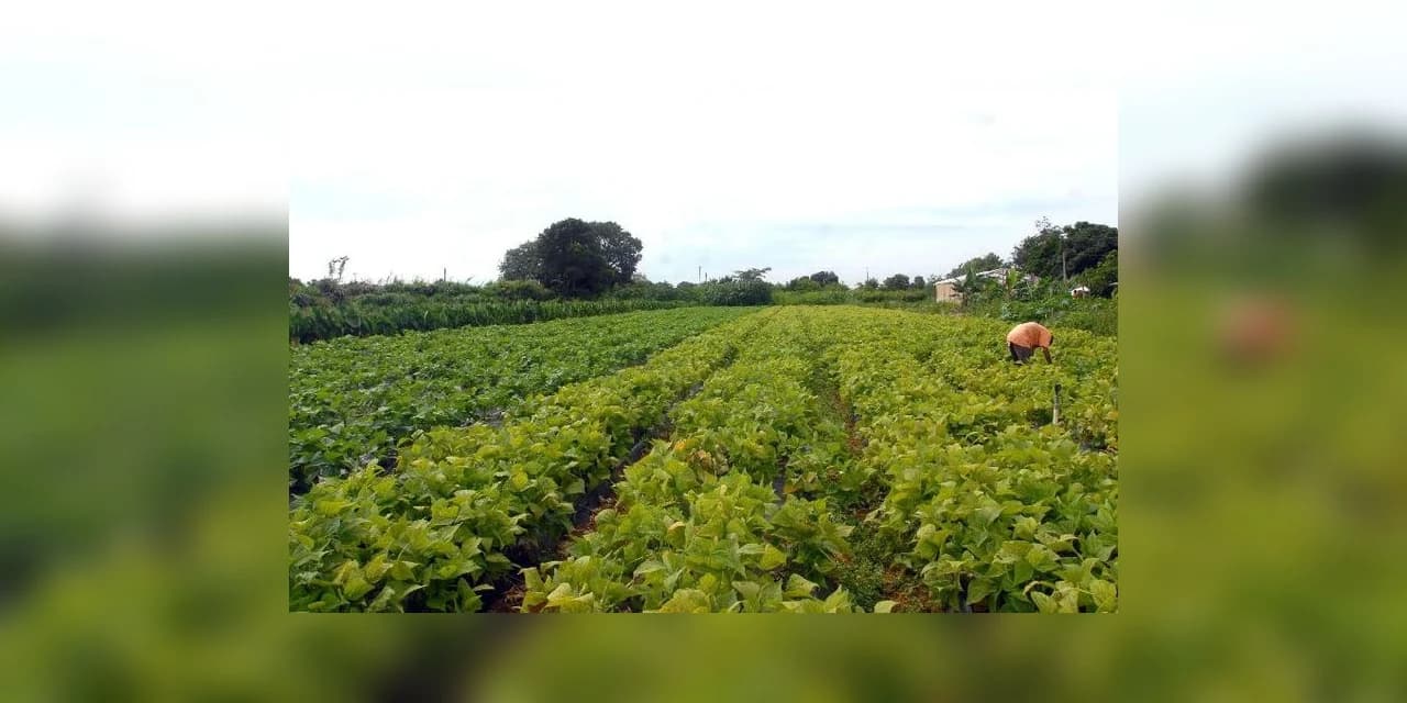 Motocicletas para uso rural entram na linha de crédito Pronaf – Mais Alimentos