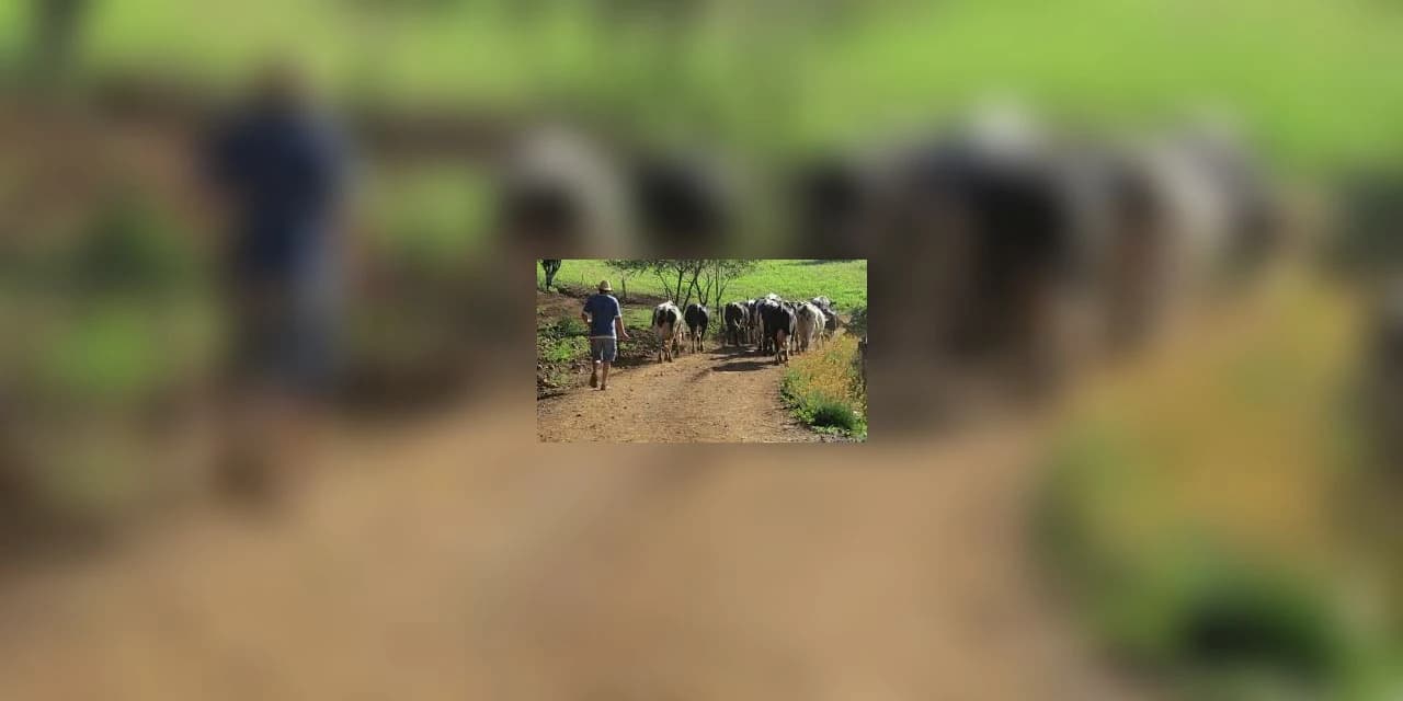 Vaca é abatida e furtada na zona rural de Ivaí