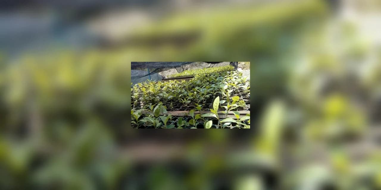 4º Fórum de Erva-Mate será realizado em Irati