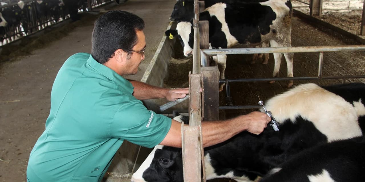 Vacinação contra aftosa é prorrogada para 10 de dezembro