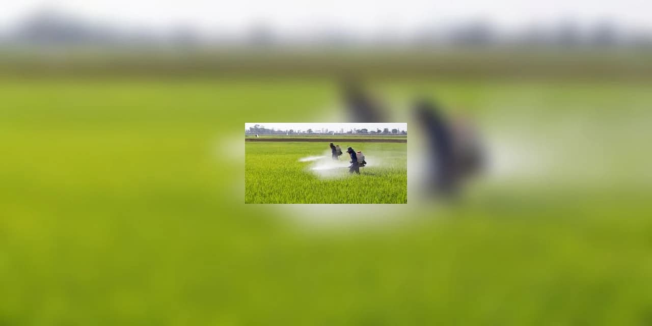 Unicentro participa de discussões sobre efeitos de agrotóxicos na população