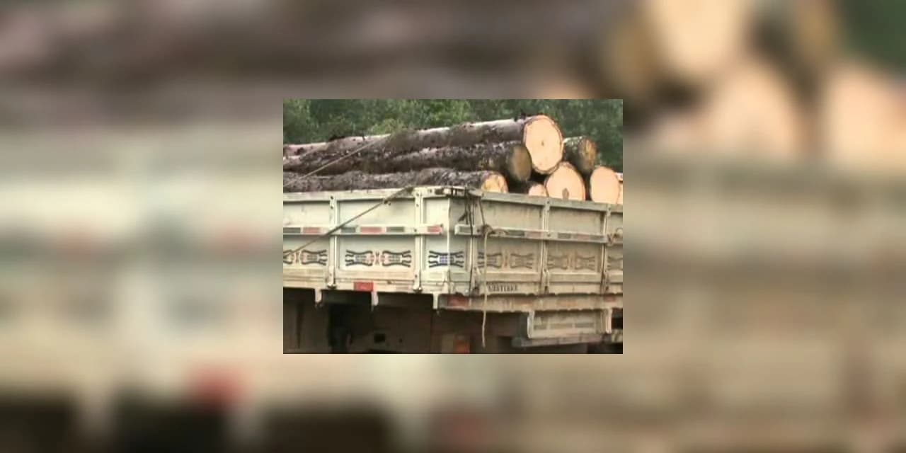 Em Rebouças polícia apreende caminhão que transportava toras de pinheiro