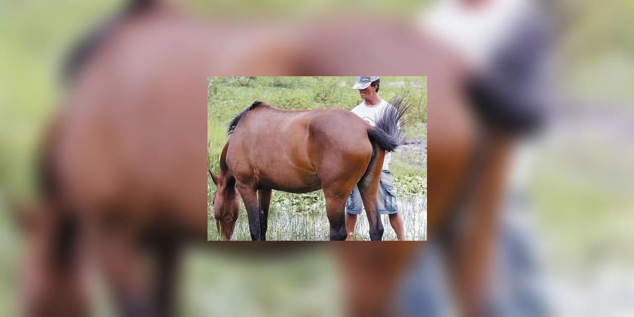 Homem é flagrado molestando uma égua em Rebouças