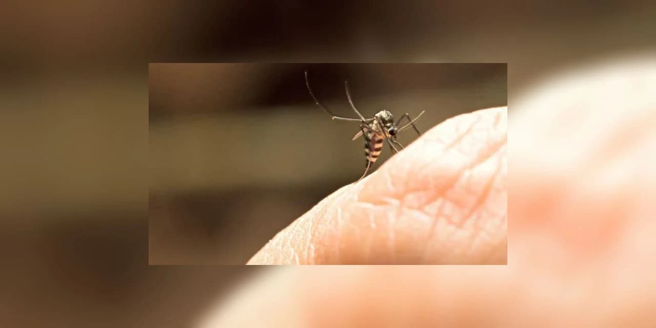 Primeiro caso de febre amarela é confirmado no Paraná.