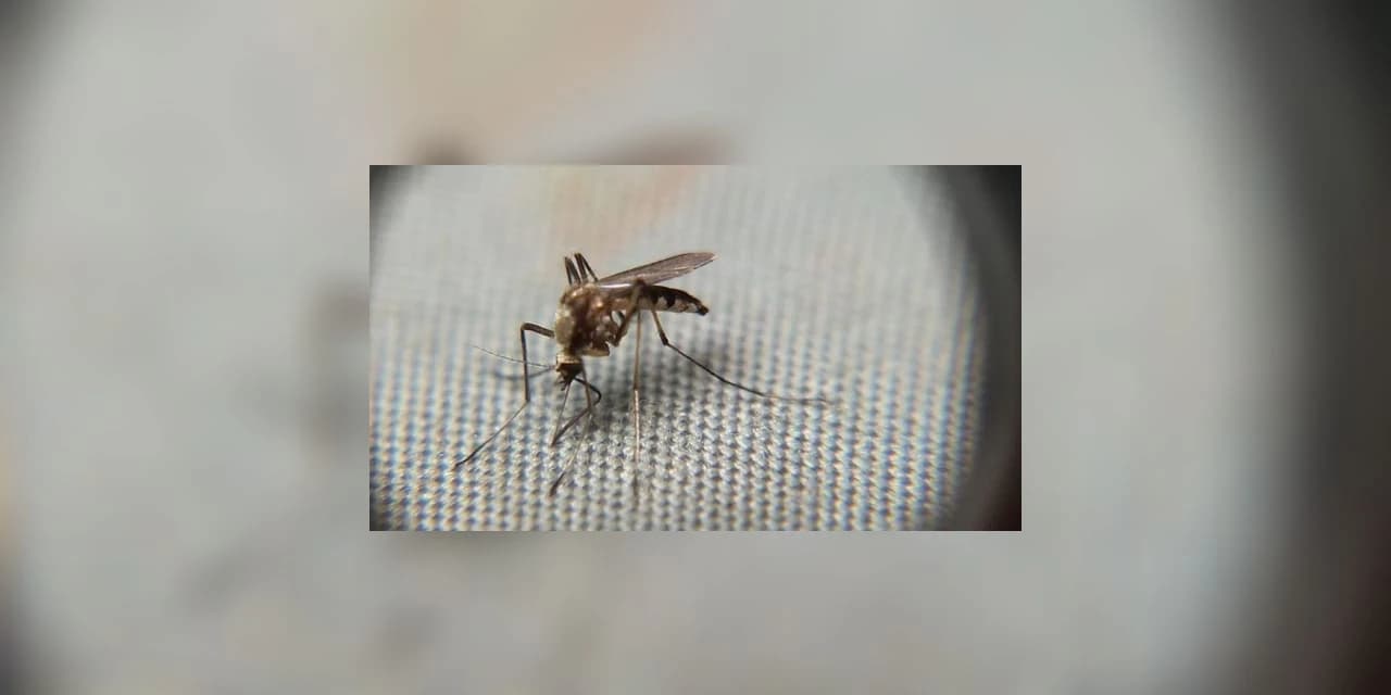 Em uma semana, casos de dengue sobem 27% no Paraná; oito cidades estão em epidemia