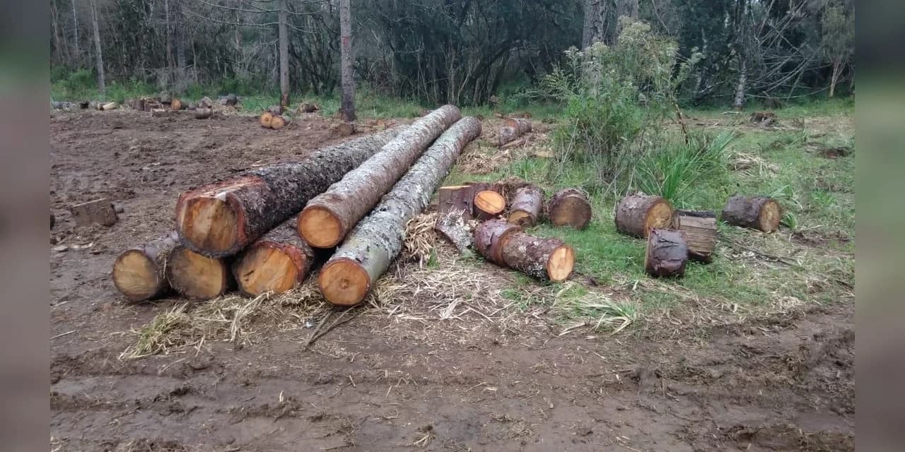 Policia Ambiental autua homem pelo corte de 156 araucárias