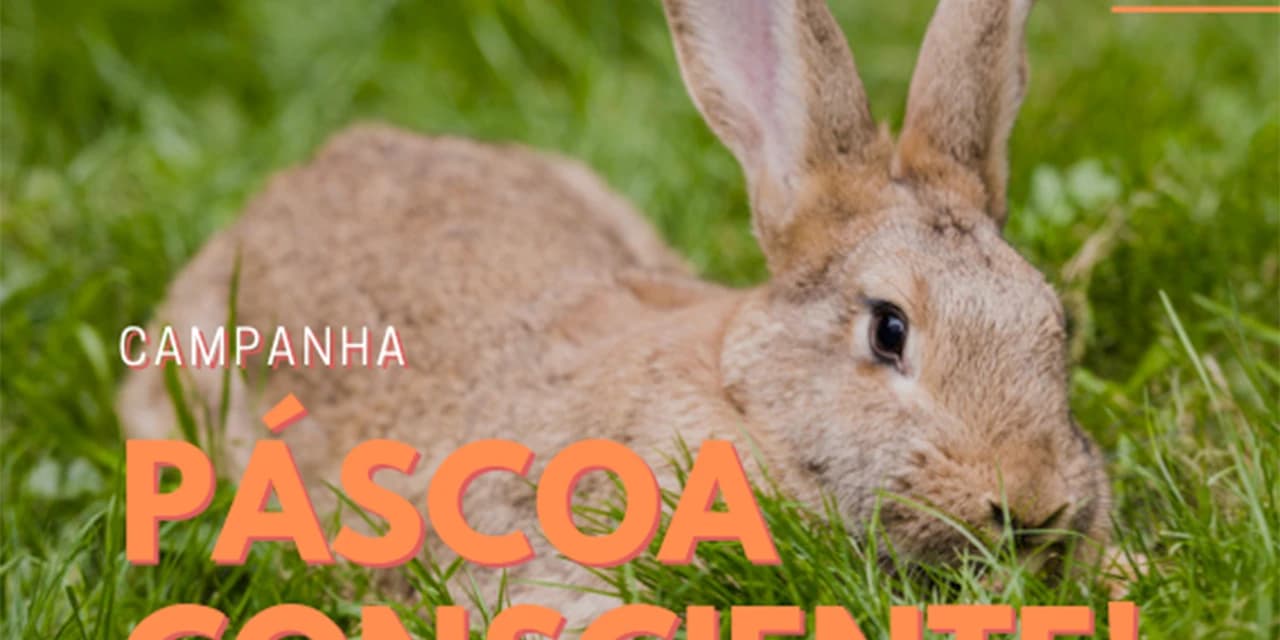 Campanha conscientiza sobre compra de coelhos vivos na Páscoa