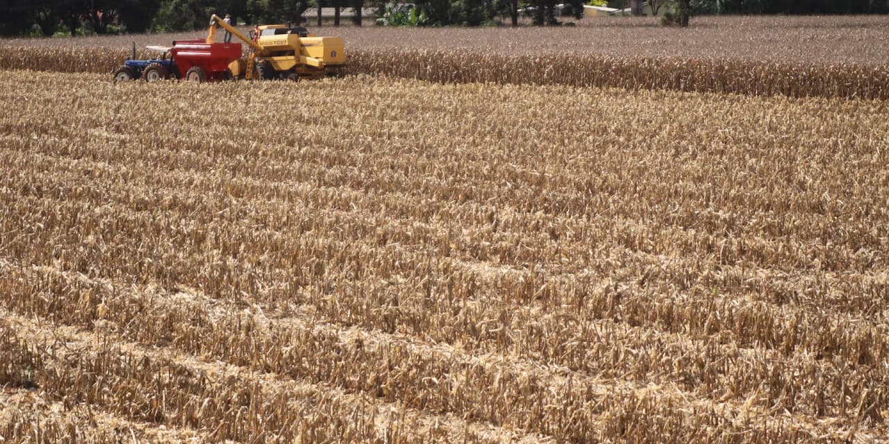 Paraná deverá produzir 37,3 milhões de toneladas de grãos