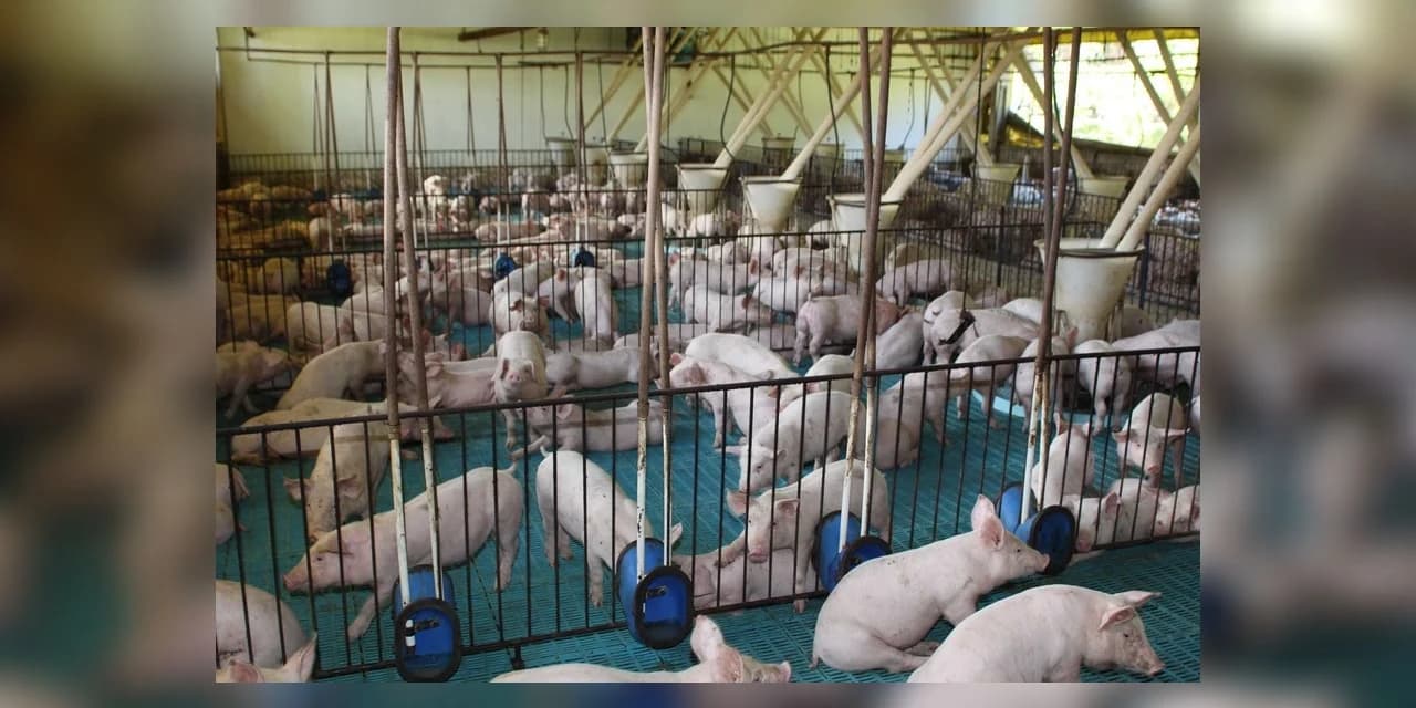 Exportação de suínos cresce 73% e pode aumentar no 2º semestre