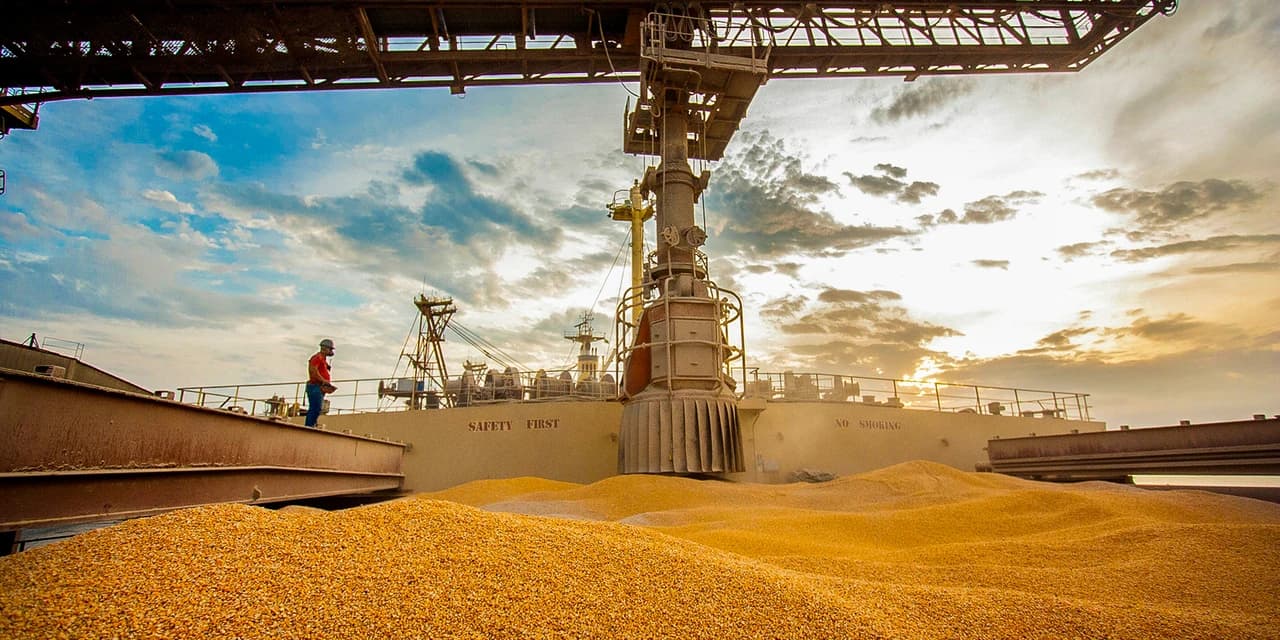 Exportações de milho já superam todo o ano de 2018