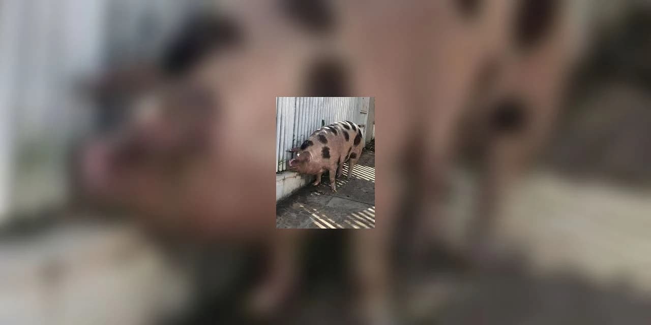 Porca de aproximadamente 100 Kg é furtada em Rebouças
