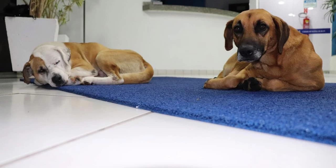 Em Irati Audiência Pública vai debater a situação dos animais abandonados