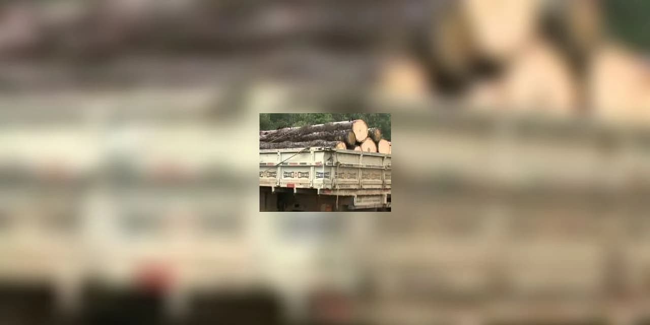 Caminhão carregado com toras de araucária é apreendido em Rebouças