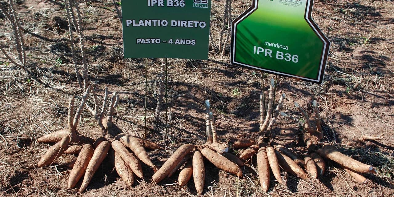 Iapar lança nova cultivar de mandioca e destaca o Paraná no setor