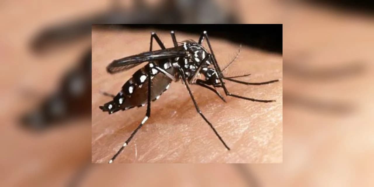 Mais um óbito por dengue e um novo caso de chikungunya no Paraná