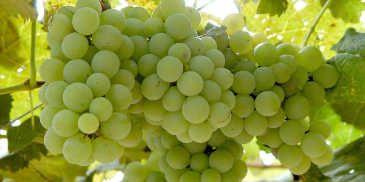 Para Iapar, Paraná pode se tornar maior produtor de frutas do Brasil