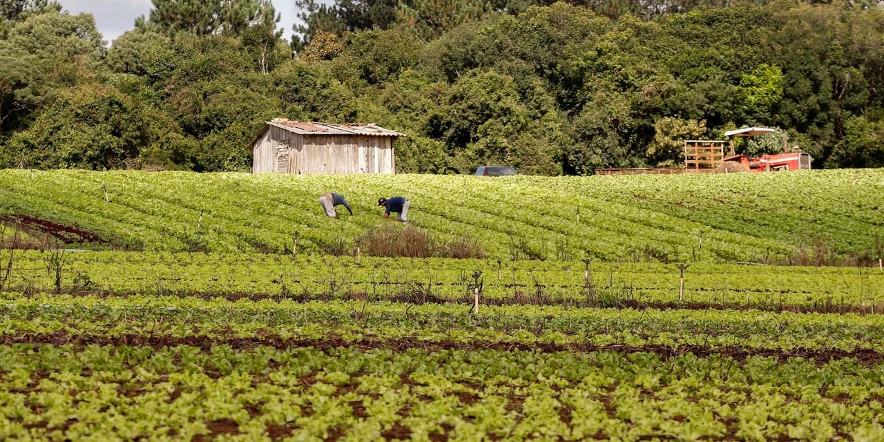 Estado lança edital a cooperativas de agricultores familiares