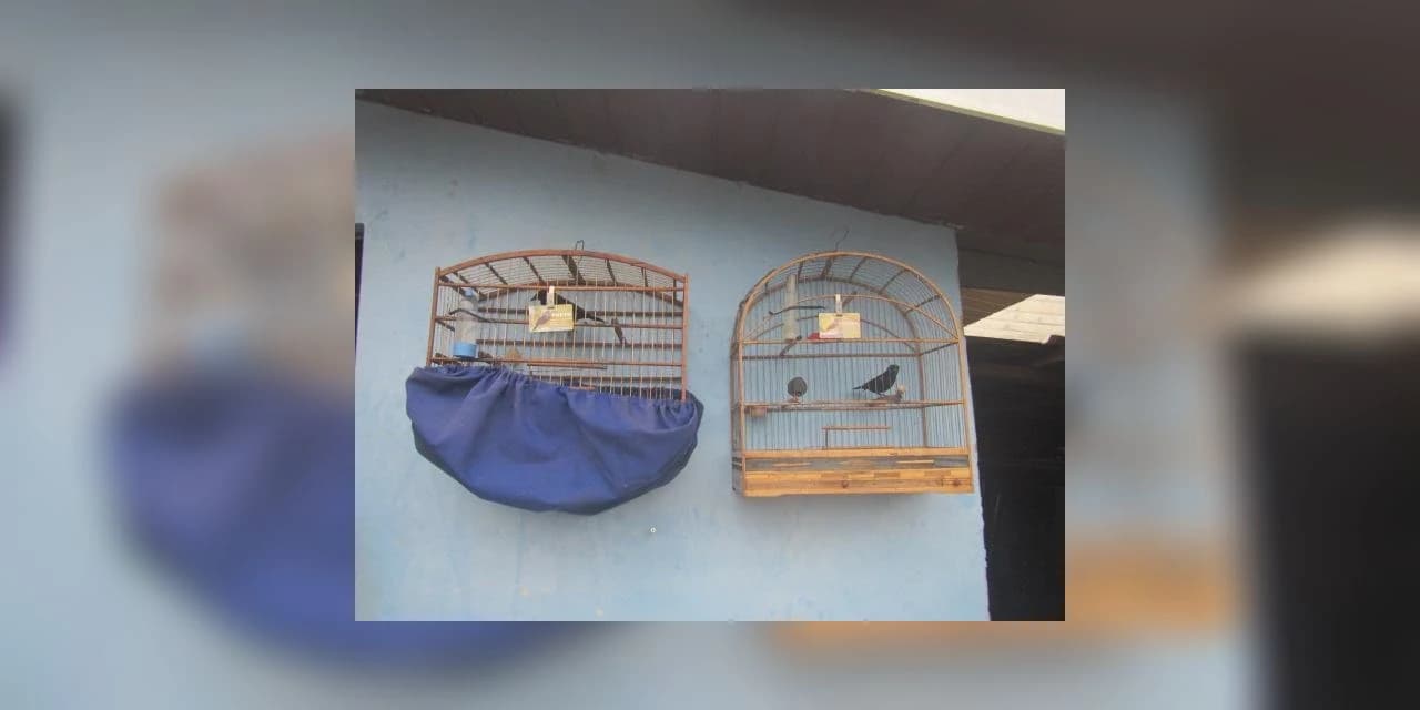 Policia Ambiental realiza apreensão de pássaros em Guarapuava