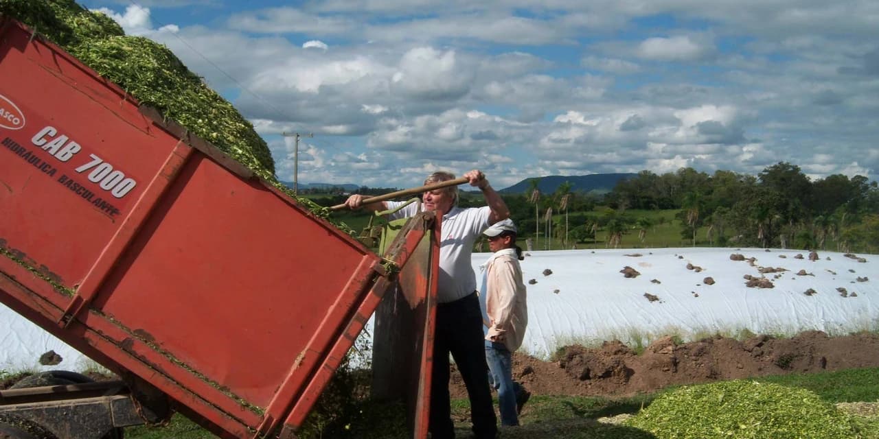 Emater orienta produtores para produção de silagem