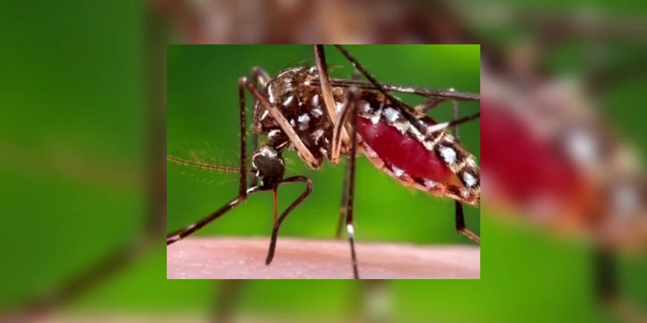 Paraná registra primeiro óbito por dengue no período epidemiológico