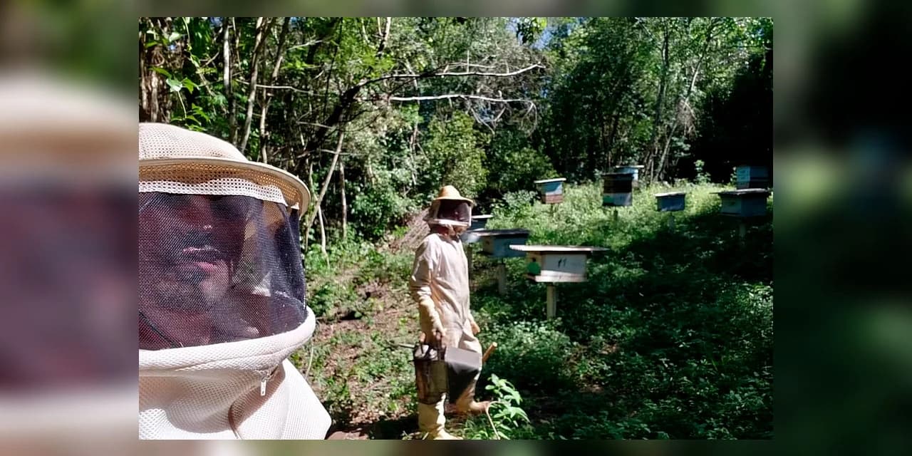 Mel do Paraná se destaca pela qualidade na produção