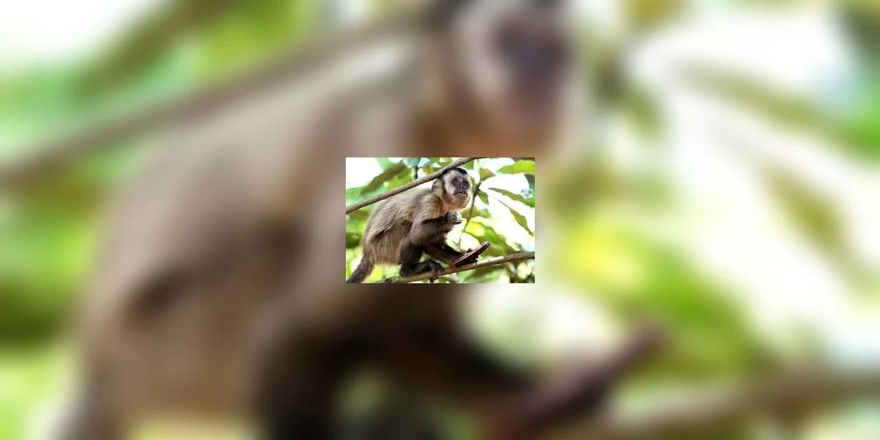 Prudentópolis tem 1 caso confirmado de macaco com febre amarela.