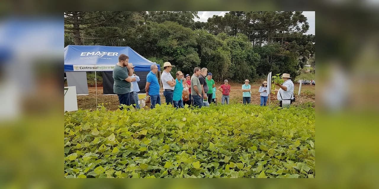 Semana de Campo reúne em Ponta Grossa produtores de feijão e milho