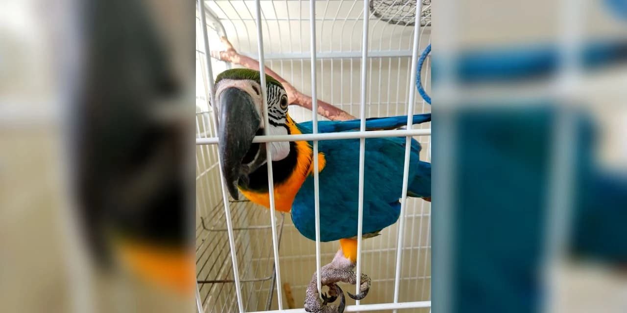 Instituto Água e Terra orienta sobre o resgate de animais silvestres