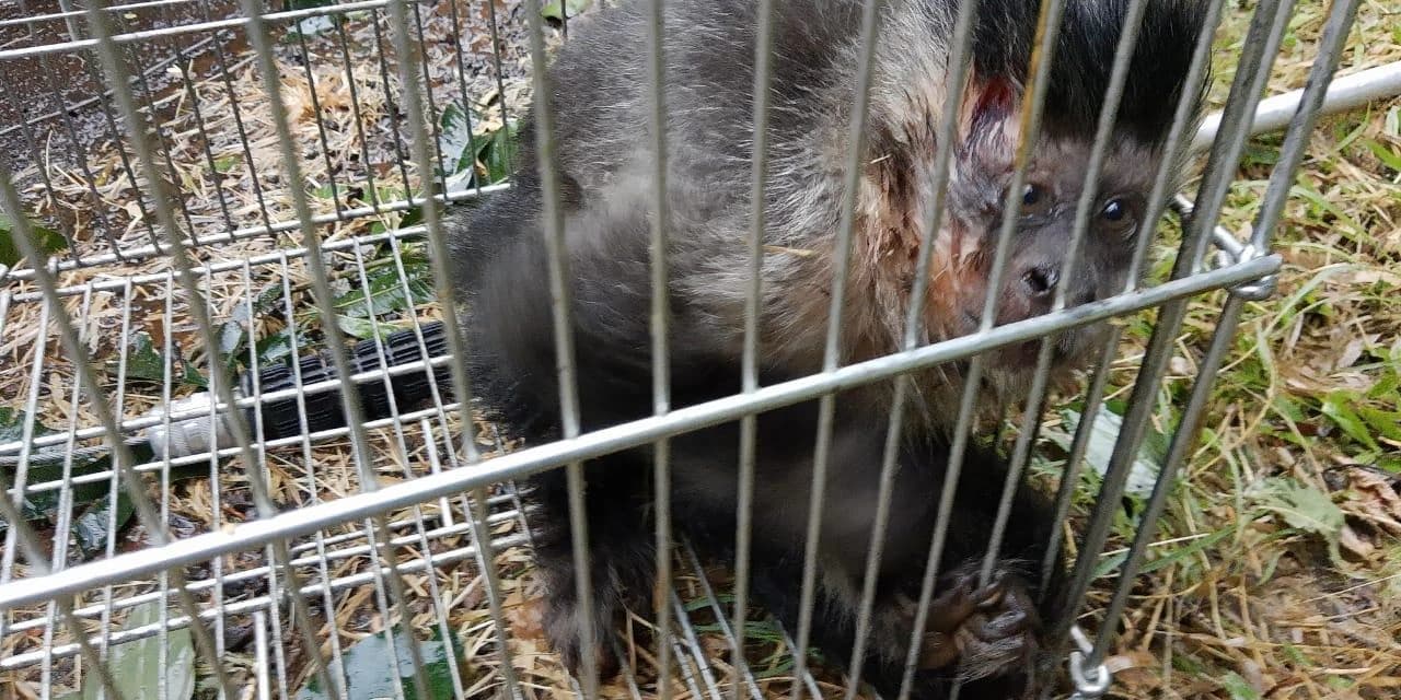 Polícia Ambiental realiza o recolhimento de um  macaco-prego  que estava ferido