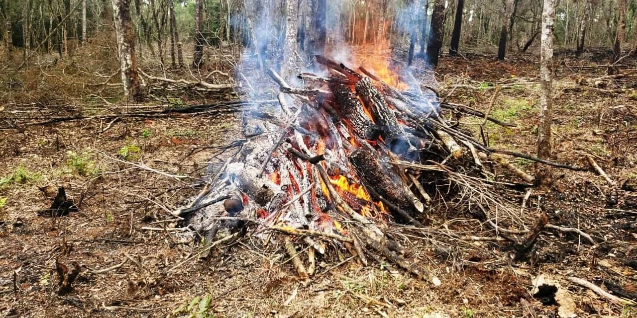 Em Imbituva duas pessoas são presas em flagrante no momento que cortavam árvores nativas.