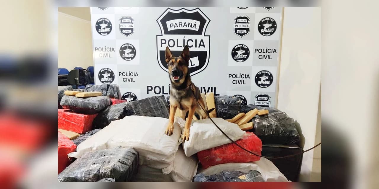 Cães apreendem mais drogas neste ano que a soma de 2018 e 2019