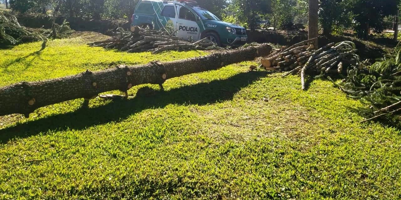 Em Rebouças policiais ambientais localizaram em uma propriedade o corte de 10 araucárias.