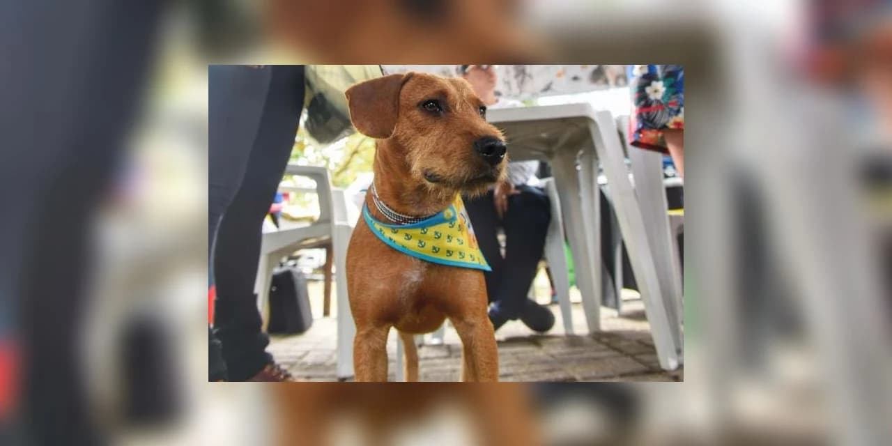 15 mil animais serão castrados até o fim do ano