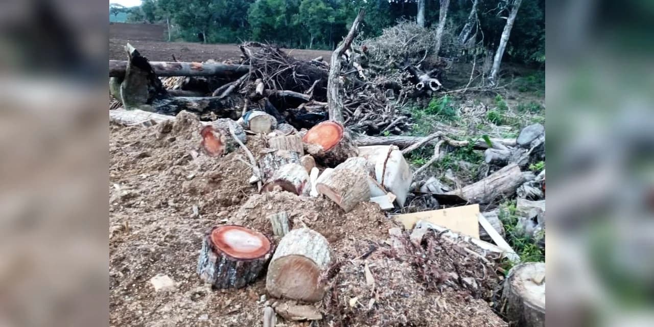 Em Rio Azul policiais ambientais prenderam dois suspeitos por destruição nativa.