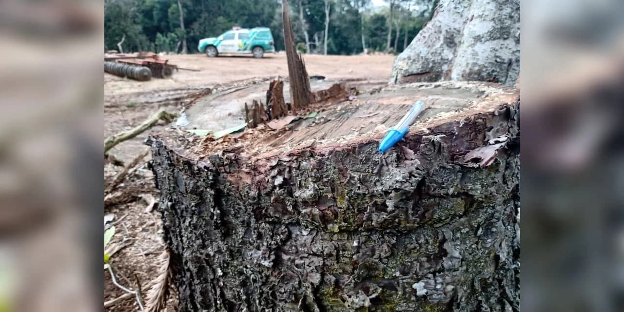 Em Rebouças Polícia Ambiental aplica multa no valor de R$ 36 mil reais.