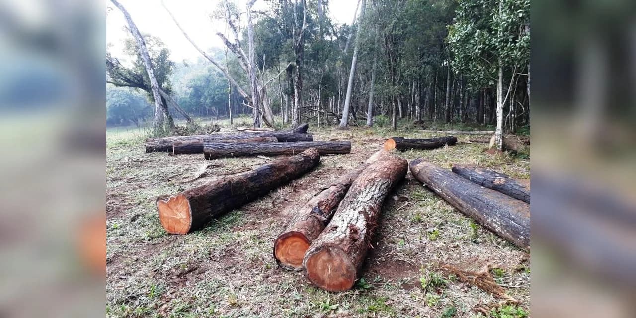 Policia Ambiental aplica multa no valor de 243 mil reais por corte de pinheiros sem autorização.