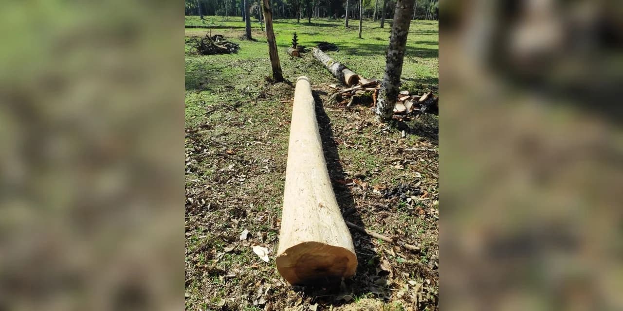 Em Rio Azul policia ambiental encontra em uma propriedade o corte de araucárias.