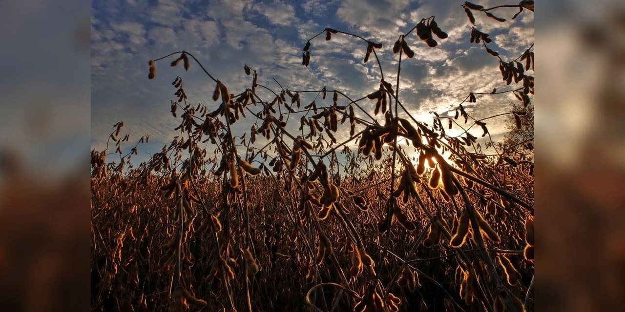 Dia do Agricultor: Apoio do Sicredi é decisivo para desenvolvimento do agronegócio brasileiro.
