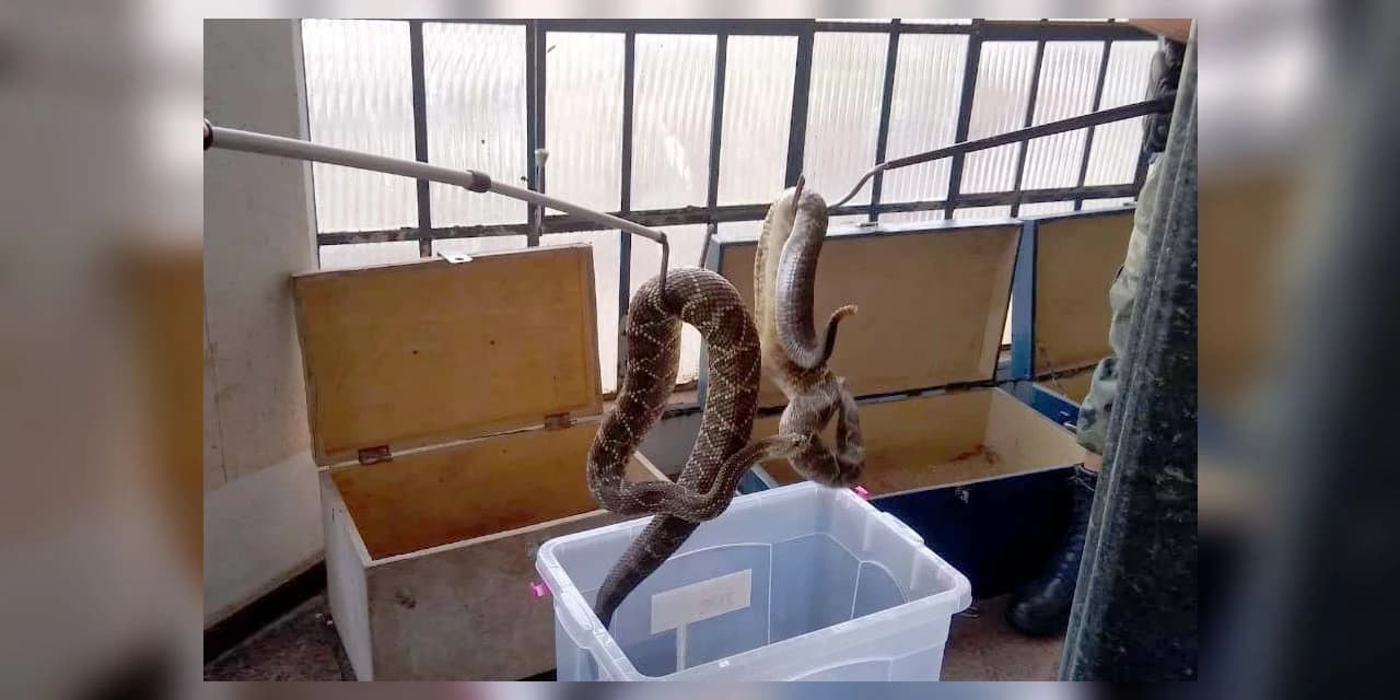 153 cobras são recolhidas de residência pela Polícia Ambiental.