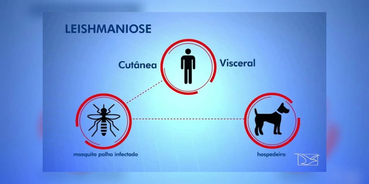Semana de controle à leishmaniose traz alerta sobre doença.