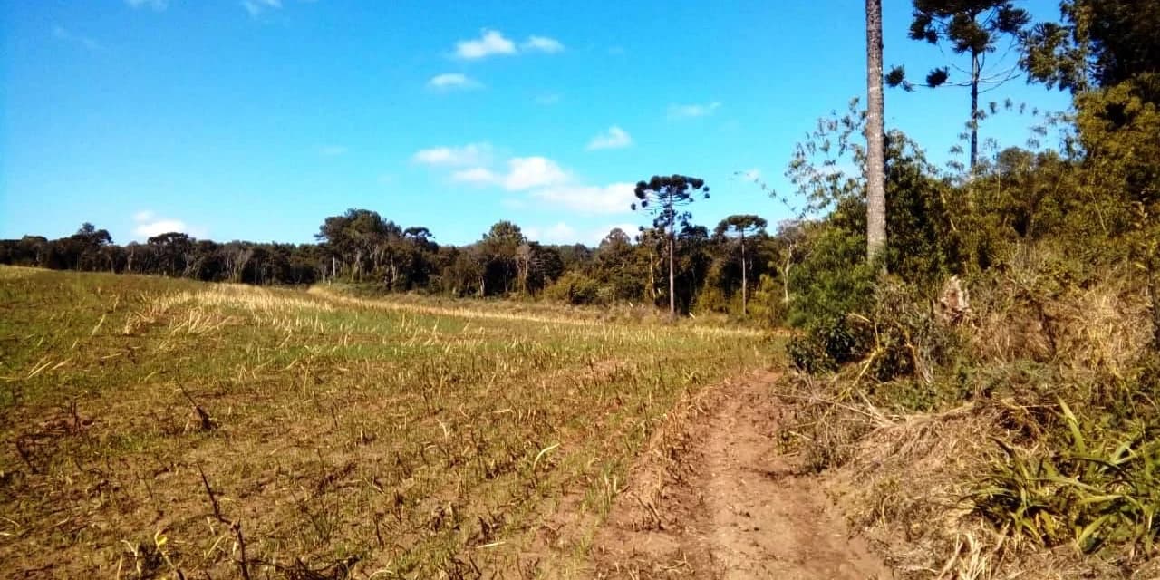 Em Fernandes Pinheiro polícia ambiental aplica multa no valor de R$ 35 mil reais.